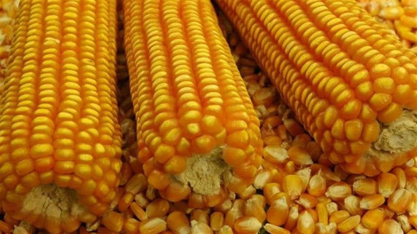 Mercado de milho apresenta desempenho misto com baixa liquidez
