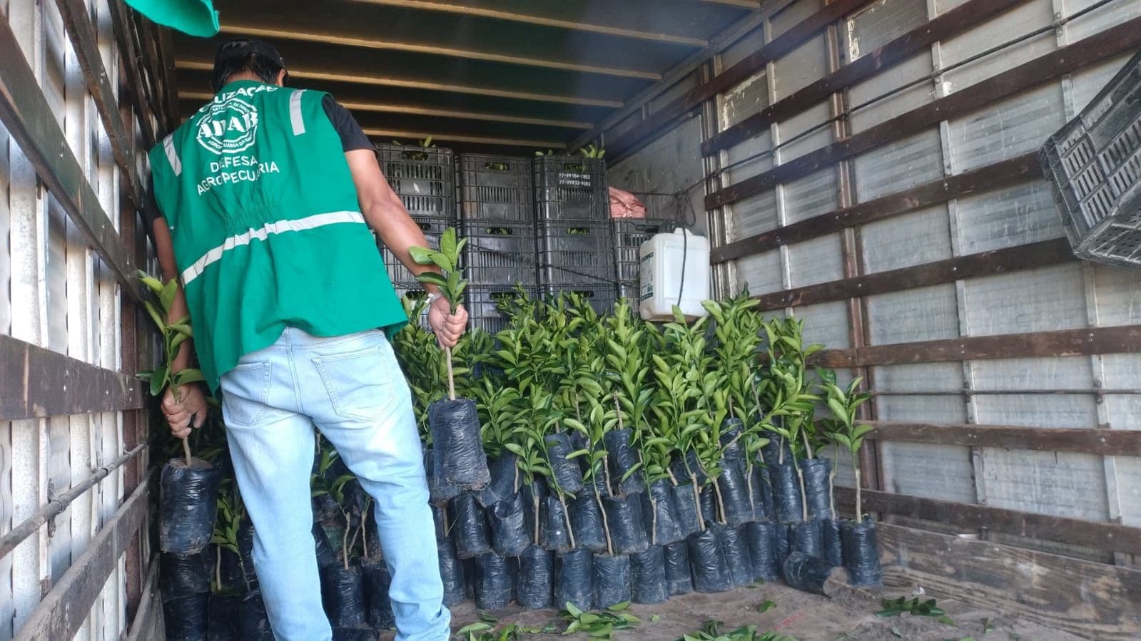 Mudas de laranja são apreendidas sem documentação na Bahia
