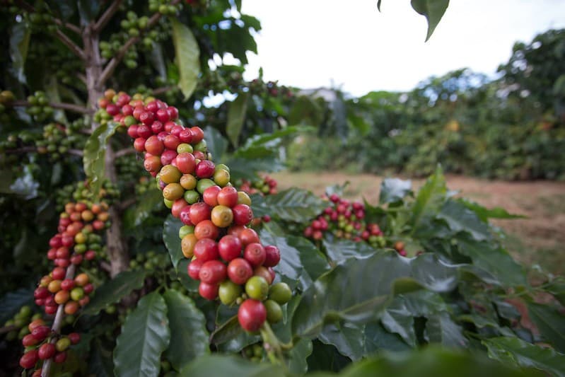 Mercado de café espera oferta confortável mas teme El Niño