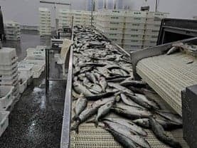 Ibama apreende 104 toneladas de pescado ilegal no Rio Grande do Sul