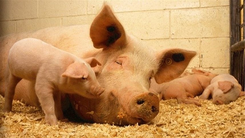 Embarques de carne suína diminuem 1,78% no último período