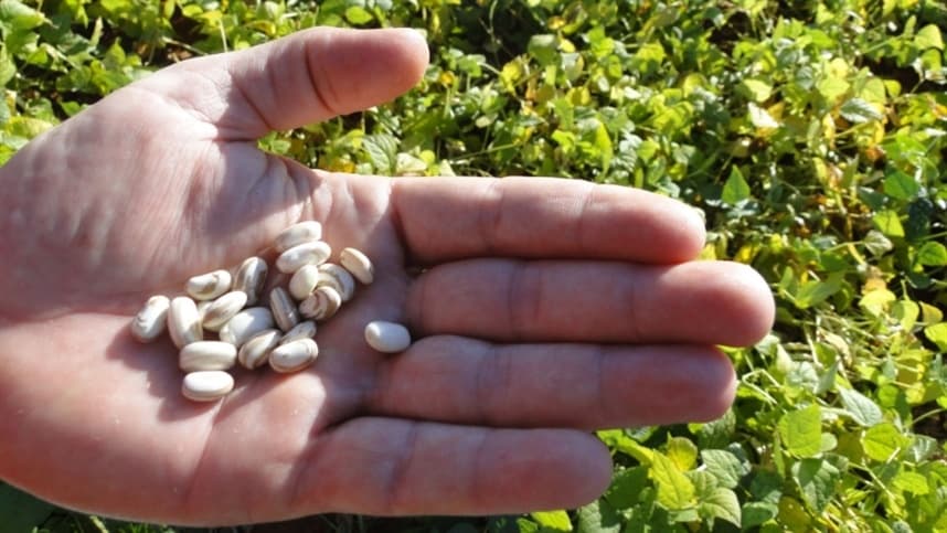 Conafe 2026 destaca o feijão como alimento chave para a saúde