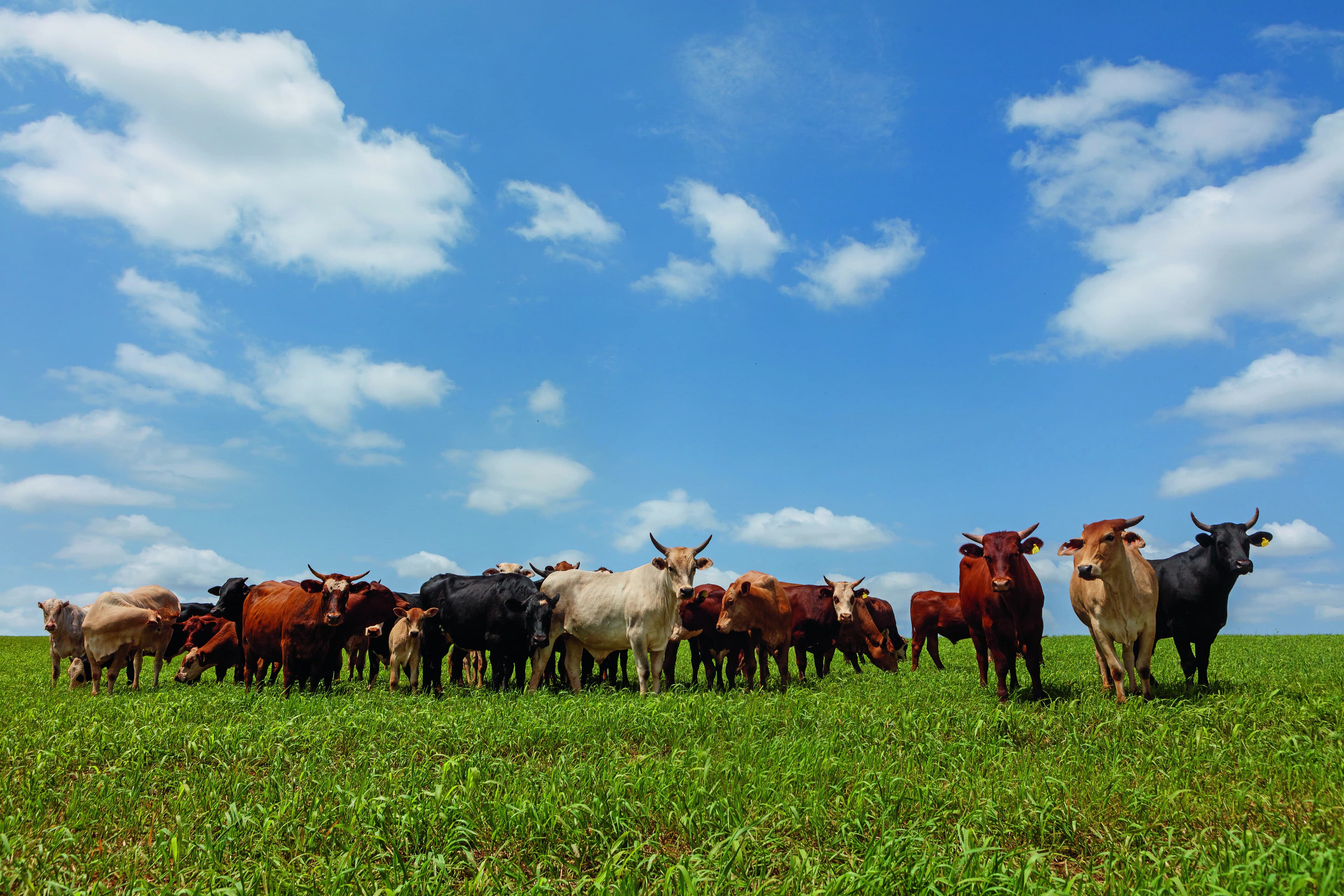 Integração pecuária-agricultura potencializa a produção no RS