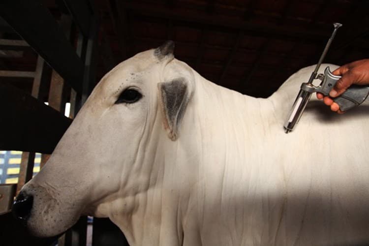 Setor de saúde animal cresce 7,9% e fatura R$ 12,8 bilhões