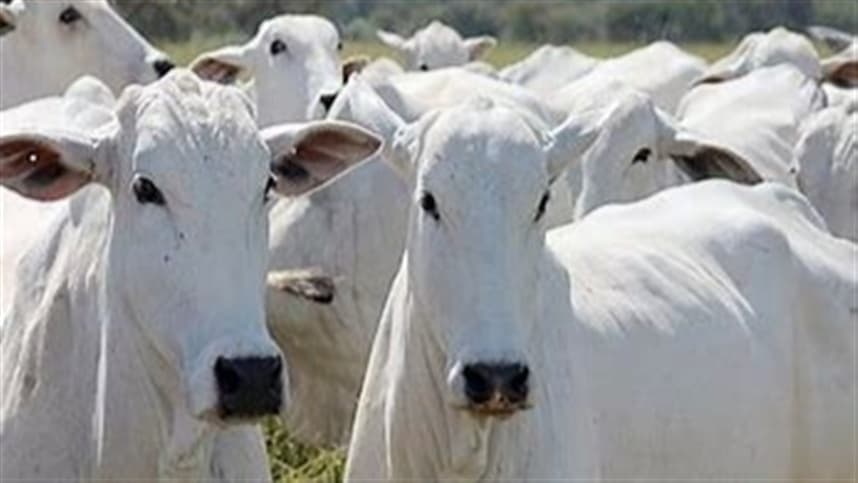 Negociações sobre antimicrobianos expõem desafios na produção animal