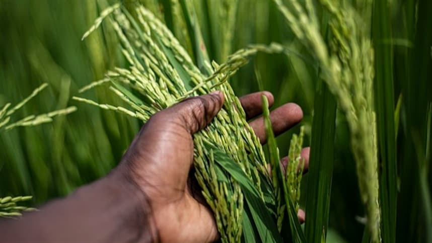 Escolha da cultivar de arroz impacta safra 2026 no Sul do Brasil