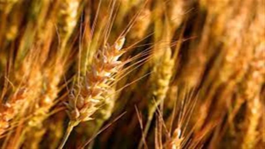 Produção de farinha de trigo integral nos EUA atinge mínima histórica