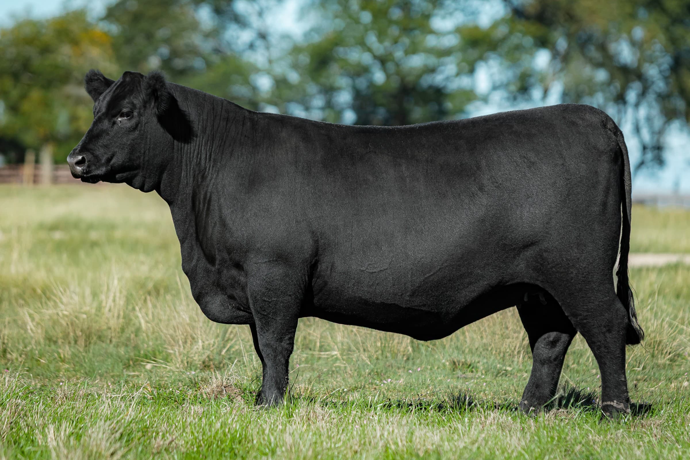 Cabanha São Bibiano vende novilha Angus a criador português por R$ 153 mil