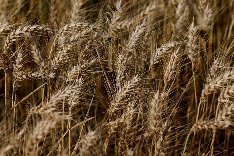 Excesso de Umidade e Granizo Afetam Safra de Trigo no Rio Grande do Sul