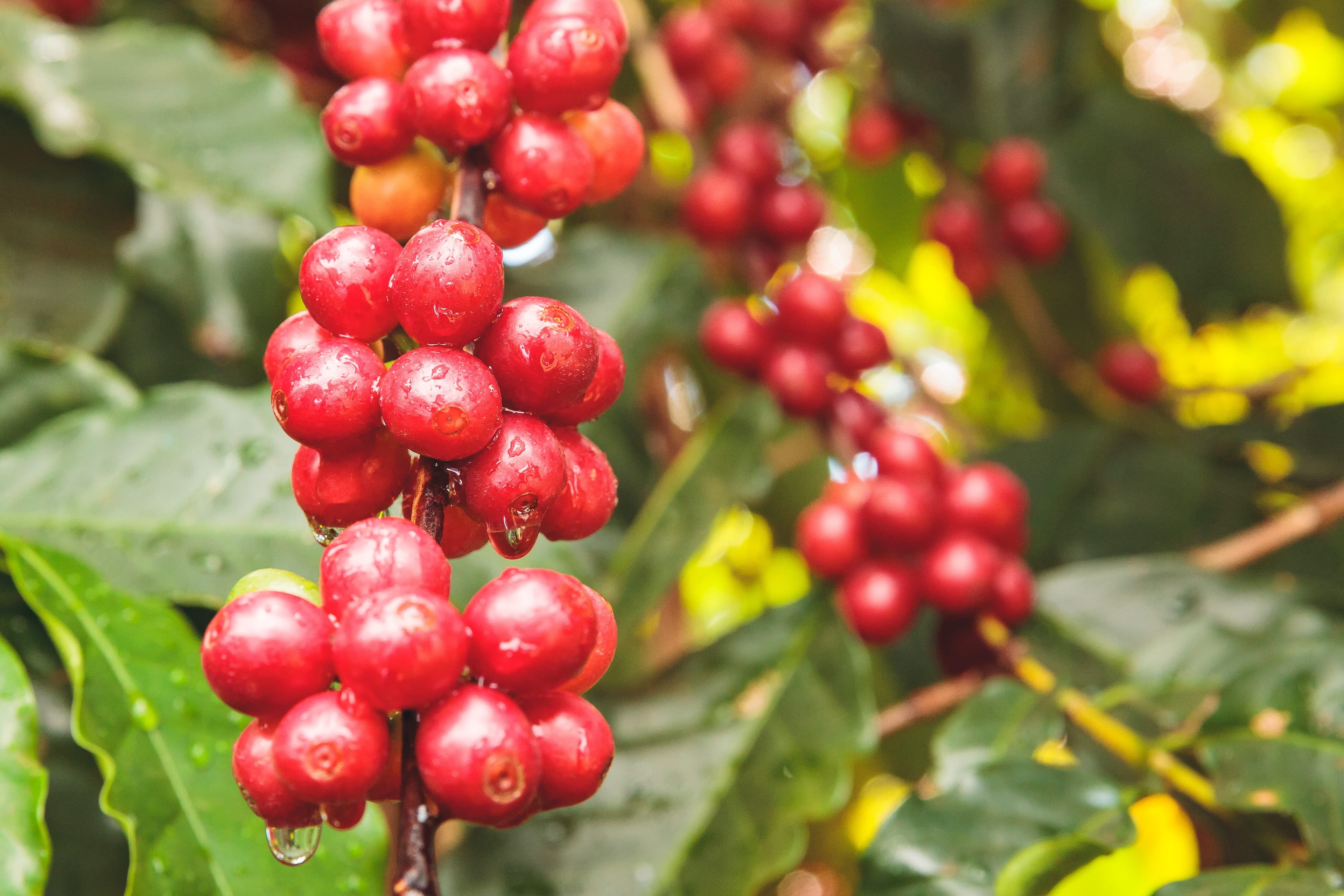 Café dispara 16% na Bolsa de Nova York devido ao El Niño