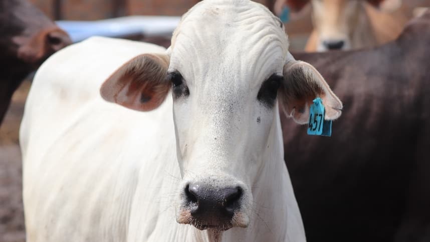 Mato Grosso alcança recorde de abates bovinos