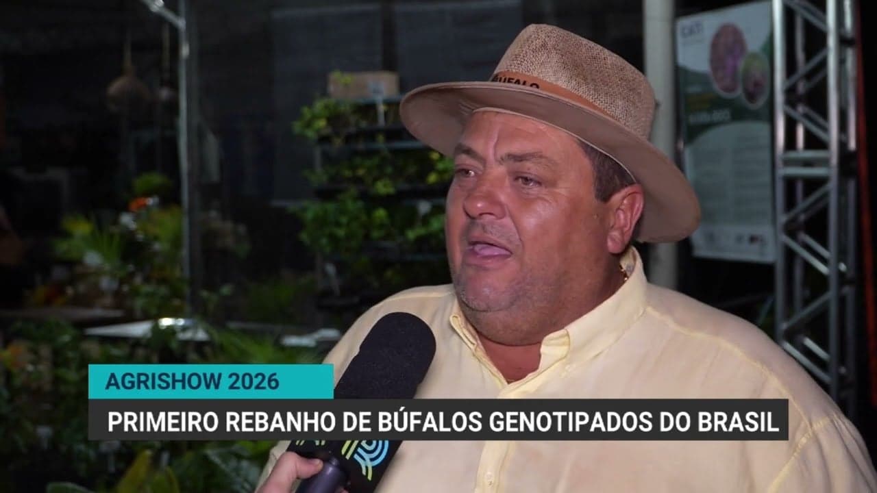 São Paulo lança primeiro rebanho de búfalos genotipados do Brasil
