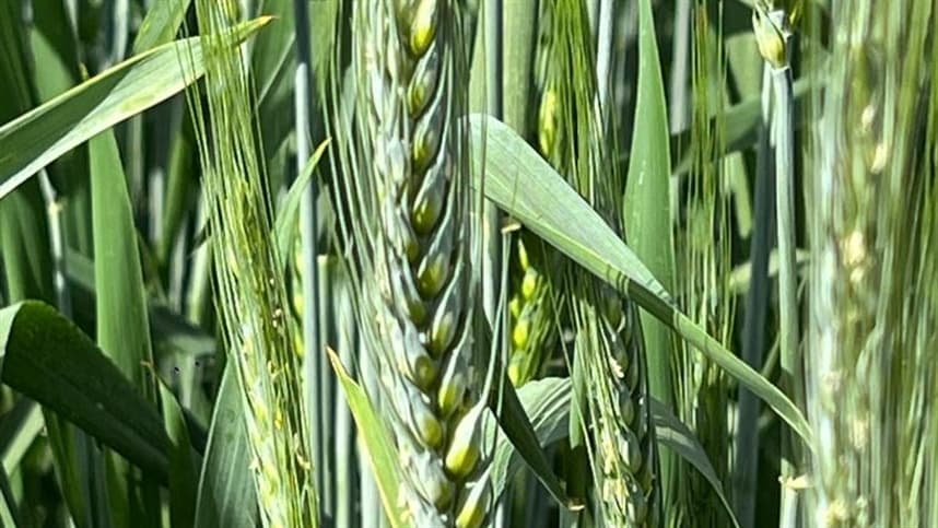 Mercado de trigo no Sul apresenta firmeza e preços em alta
