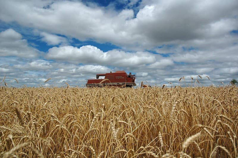 Produção de trigo no Brasil deve cair para 6,3 milhões de toneladas