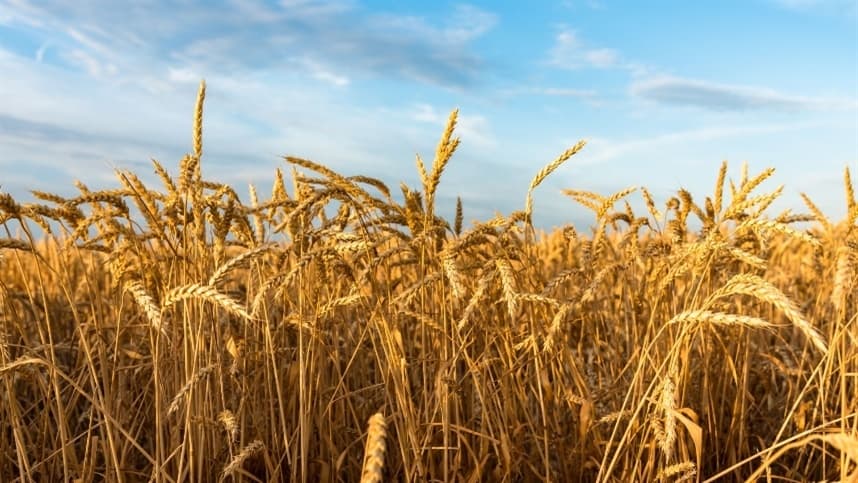Mercado de trigo sob pressão global, mas firme no Brasil