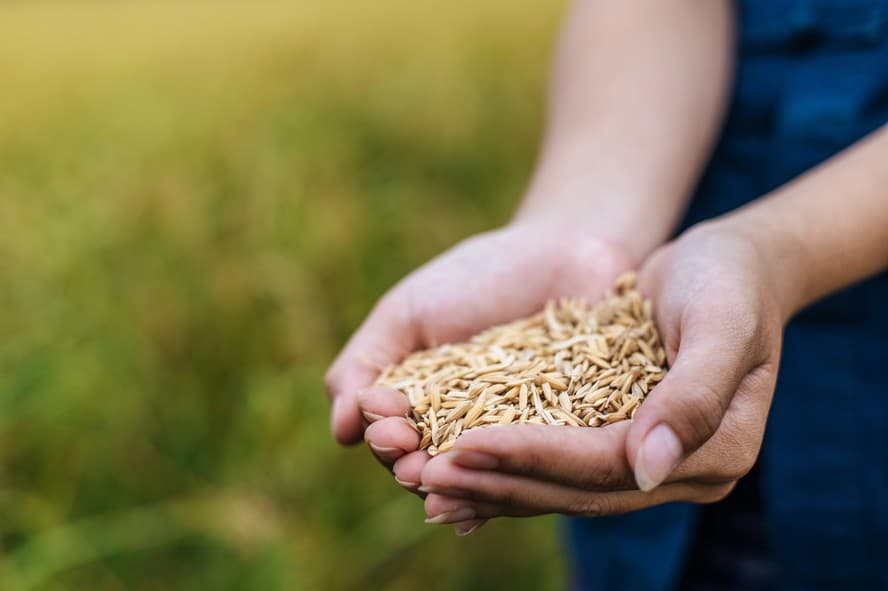 Indústria de arroz recorrerá à importação da Tailândia contra especulação de preços