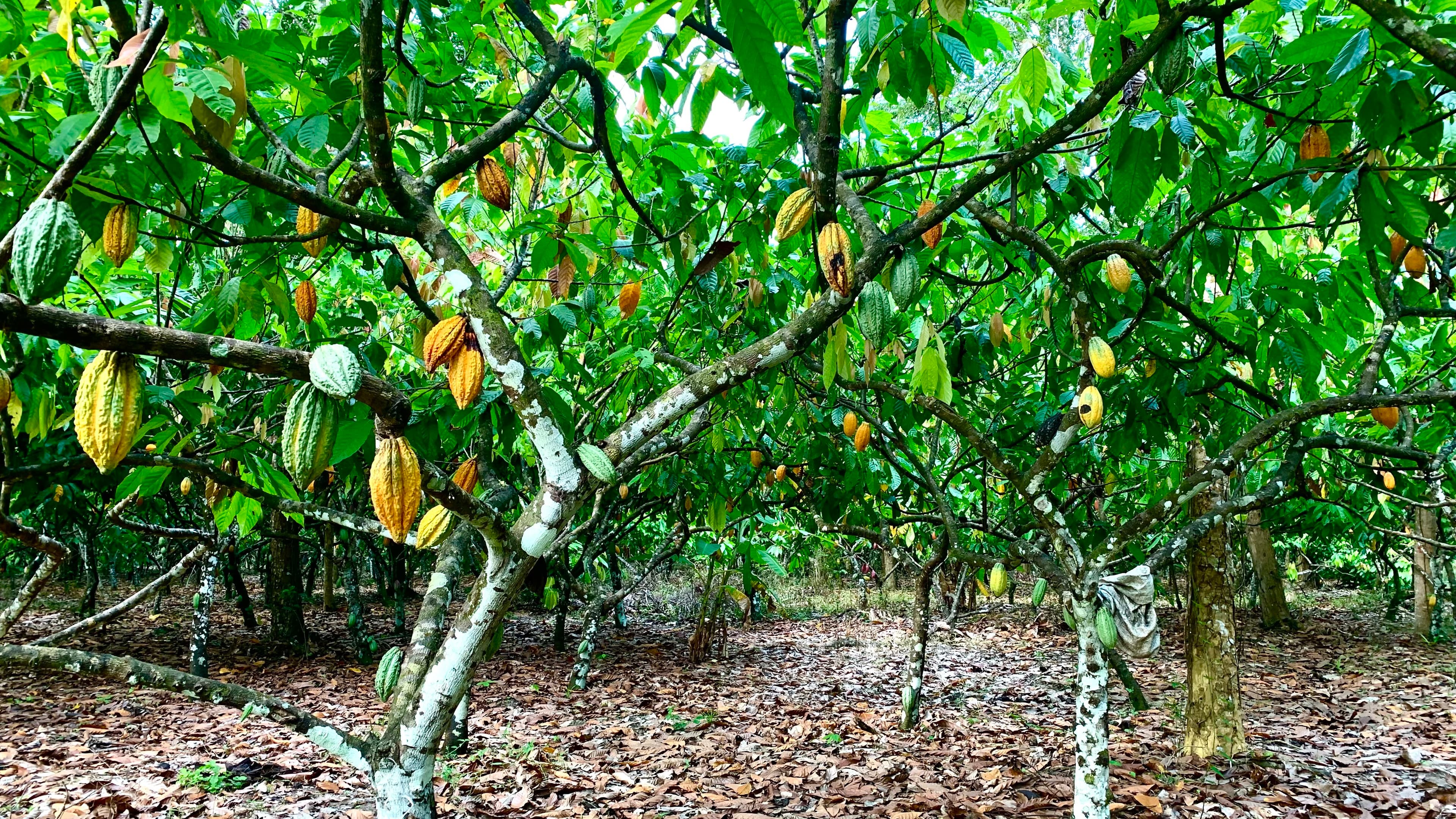 Preço do cacau sobe em Nova York devido a condições adversas