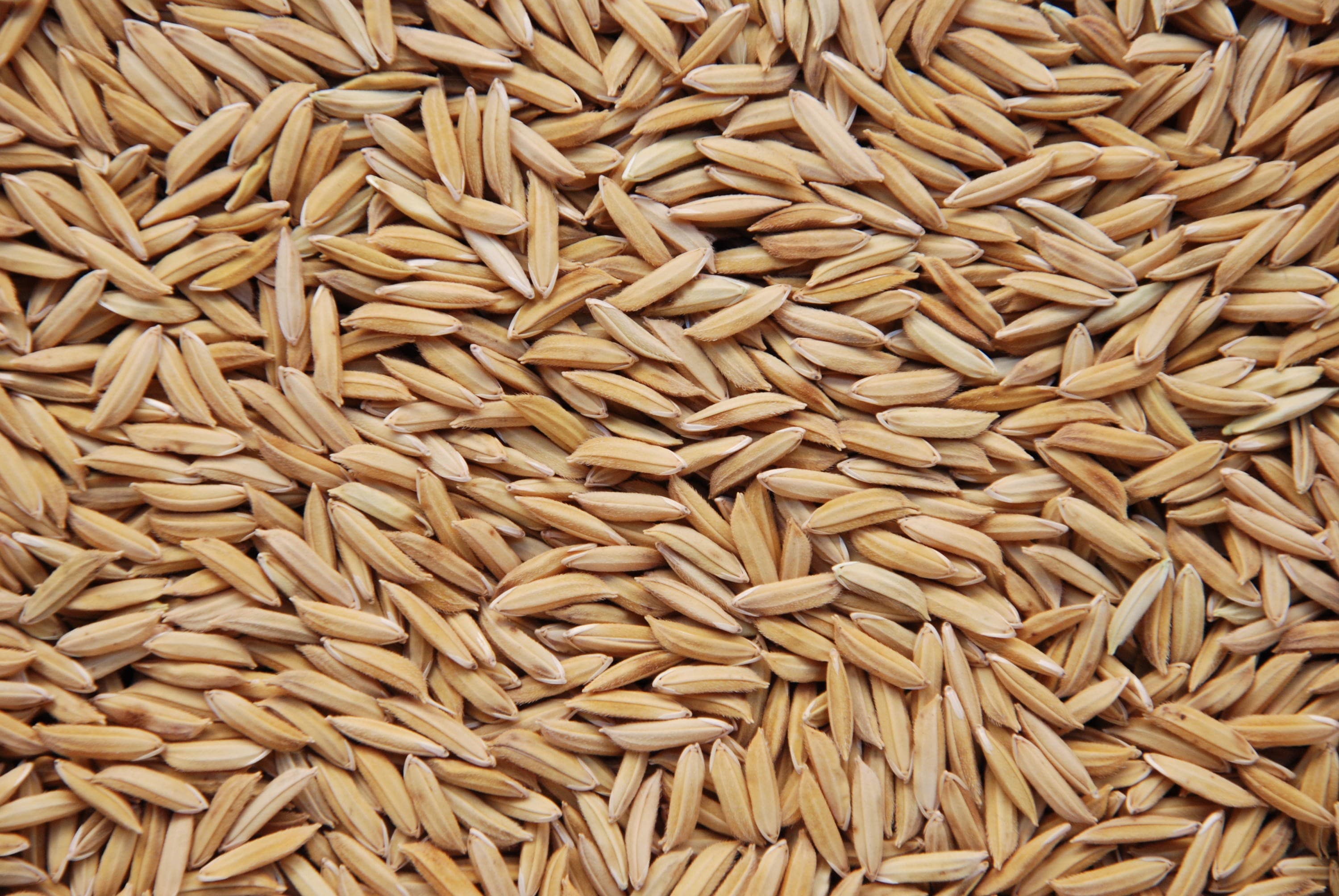 Cotação do arroz no Rio Grande do Sul mostra queda após alta temporária
