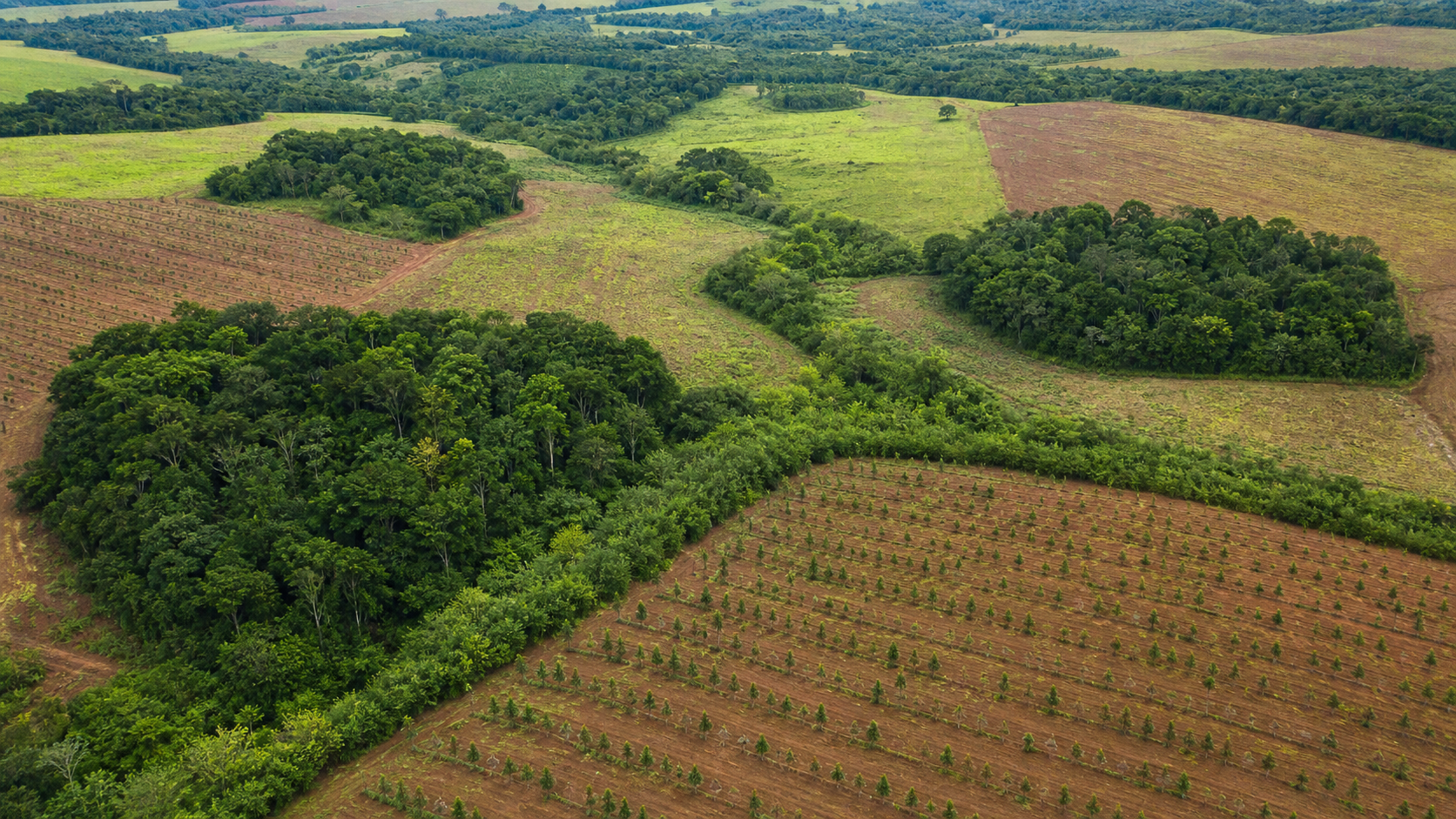 BNDES e iNovaland anunciam R$ 8,2 milhões para restauração na Mata Atlântica