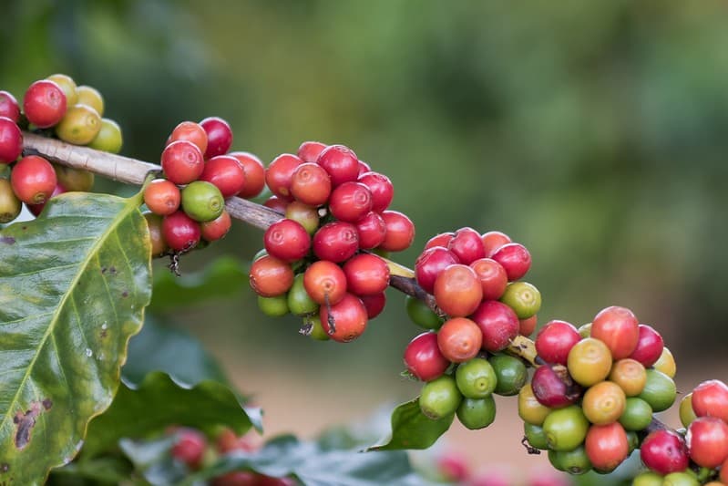 Café arábica e cacau têm alta significativa em Nova York