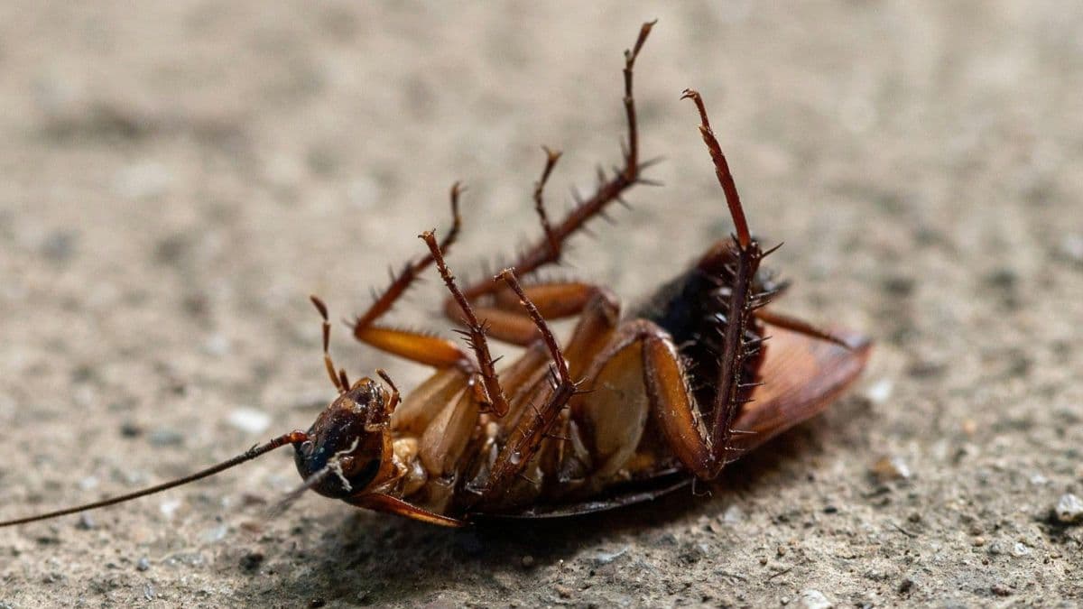 Baratas mortas com pernas para cima: entenda o fenômeno