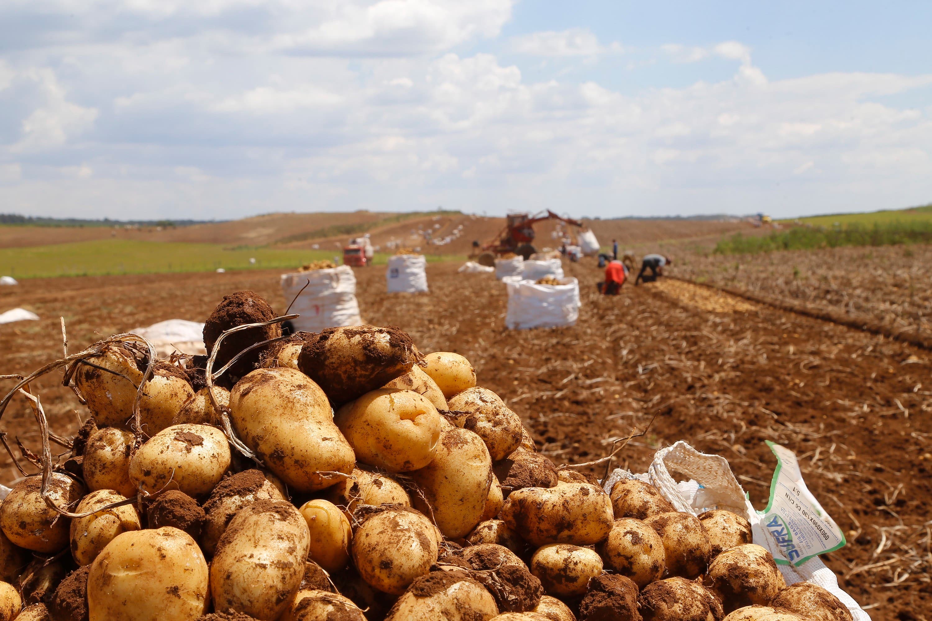 Batata tem leve aumento de preços devido a chuvas em Minas Gerais