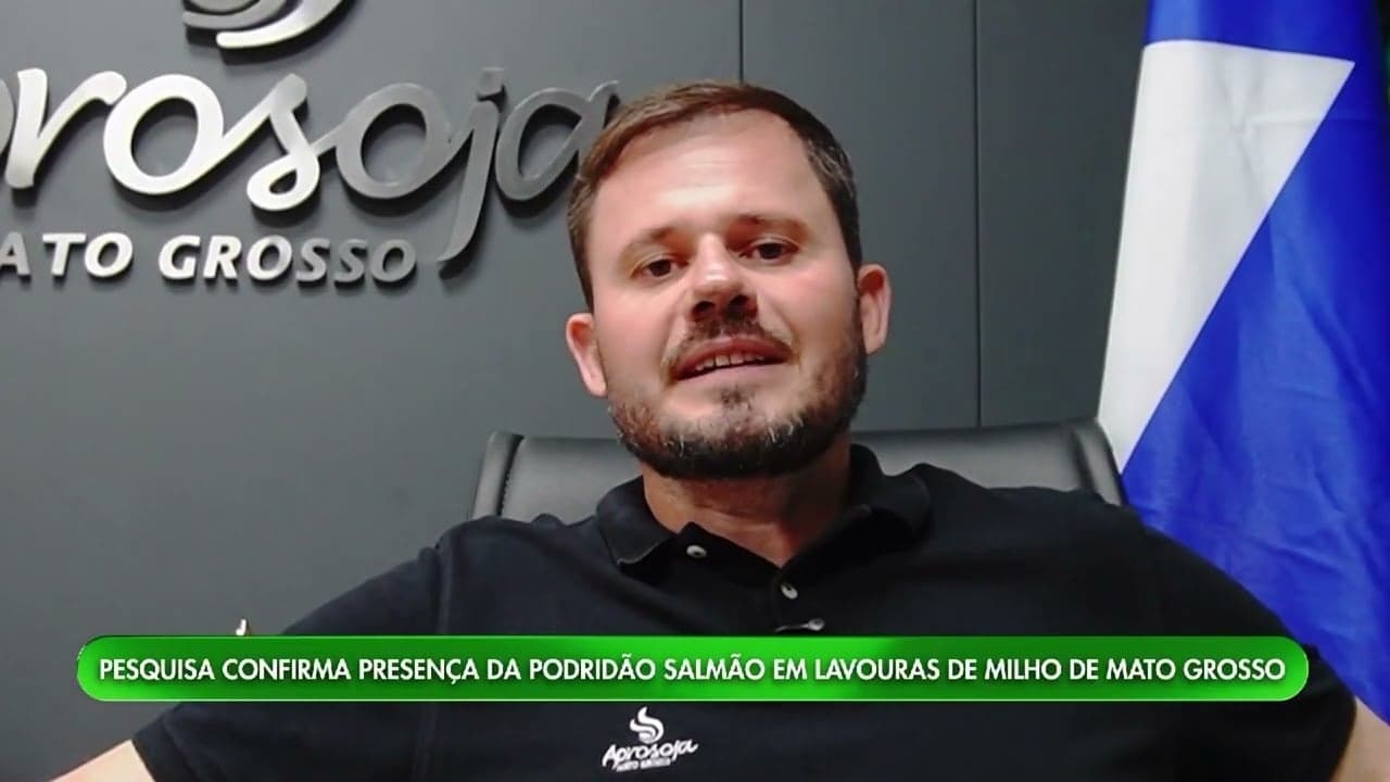 Mato Grosso enfrenta nova doença fúngica em milharais