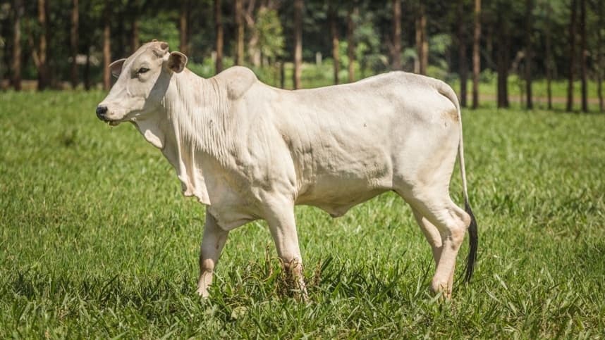 Preços do boi gordo se mantêm estáveis em São Paulo