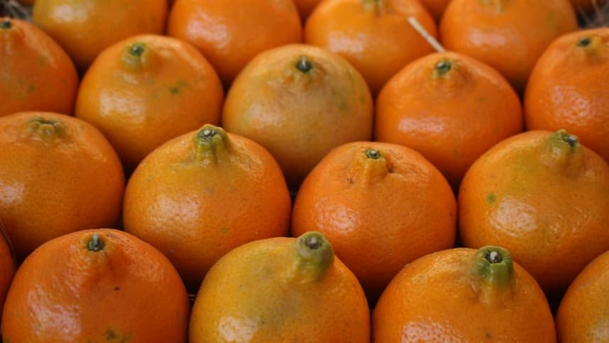 Fungicida contribui para o combate de doenças nos pomares de citros