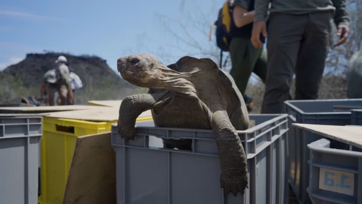 Tartarugas-gigantes de Galápagos retornam após 150 anos de extinção