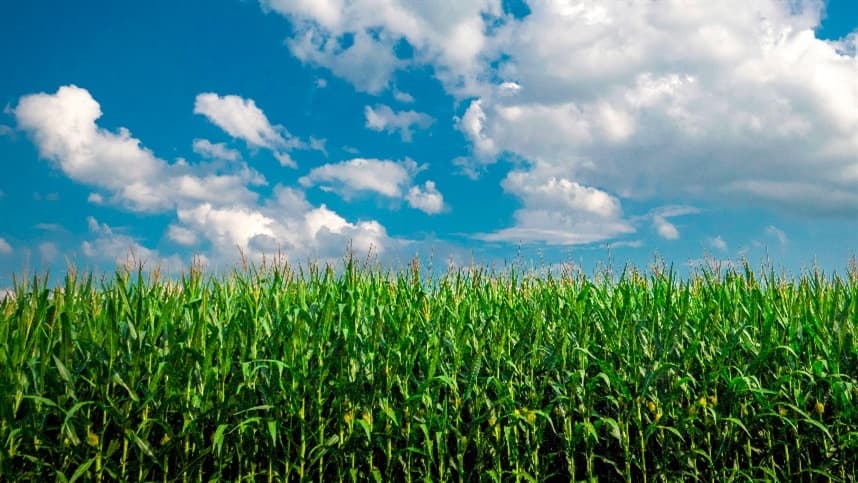 Mercado de Milho Diverge entre Brasil e Exterior: Análise da TF Agroeconômica