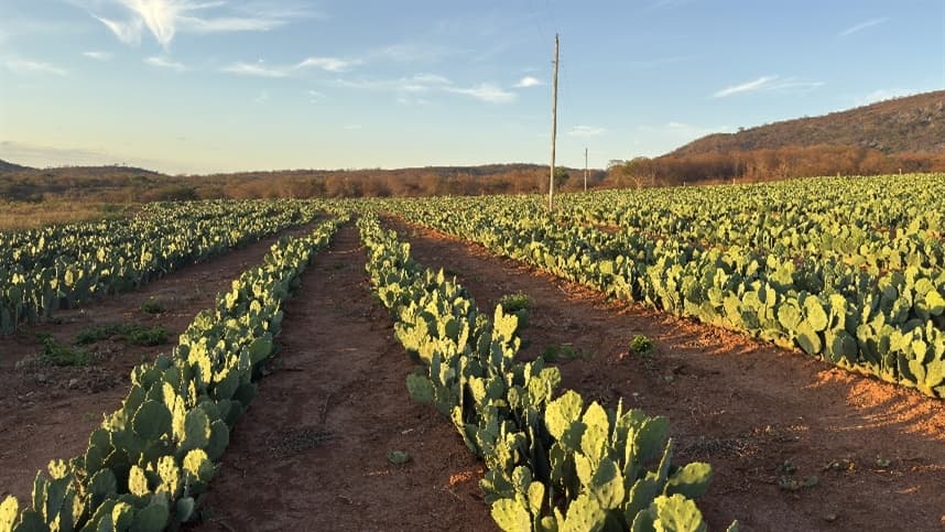 Projeto Palmas do Futuro transforma produção no semiárido de Minas