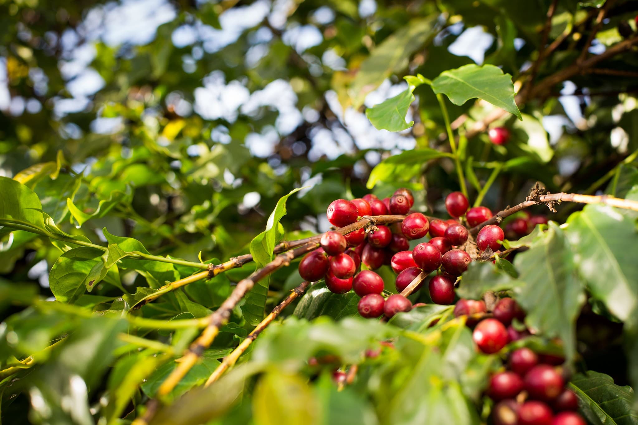 Cooxupé prevê aumento na recepção de café em 2026