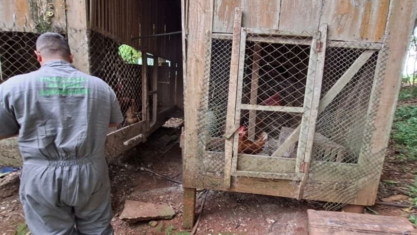 Seapi encerra foco de gripe aviária após vistoria em Selbach