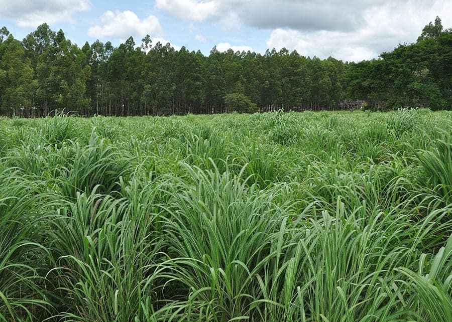 Preparação para escassez de chuvas é essencial para pecuaristas