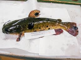 Câncer transmissível: Descubra a nova doença entre peixes no Canadá