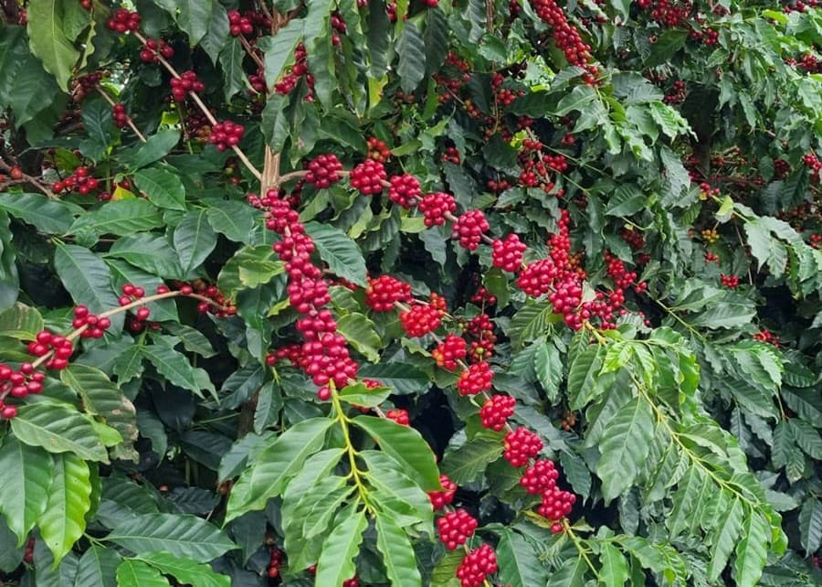 Café e outras commodities enfrentam queda nos preços em NY