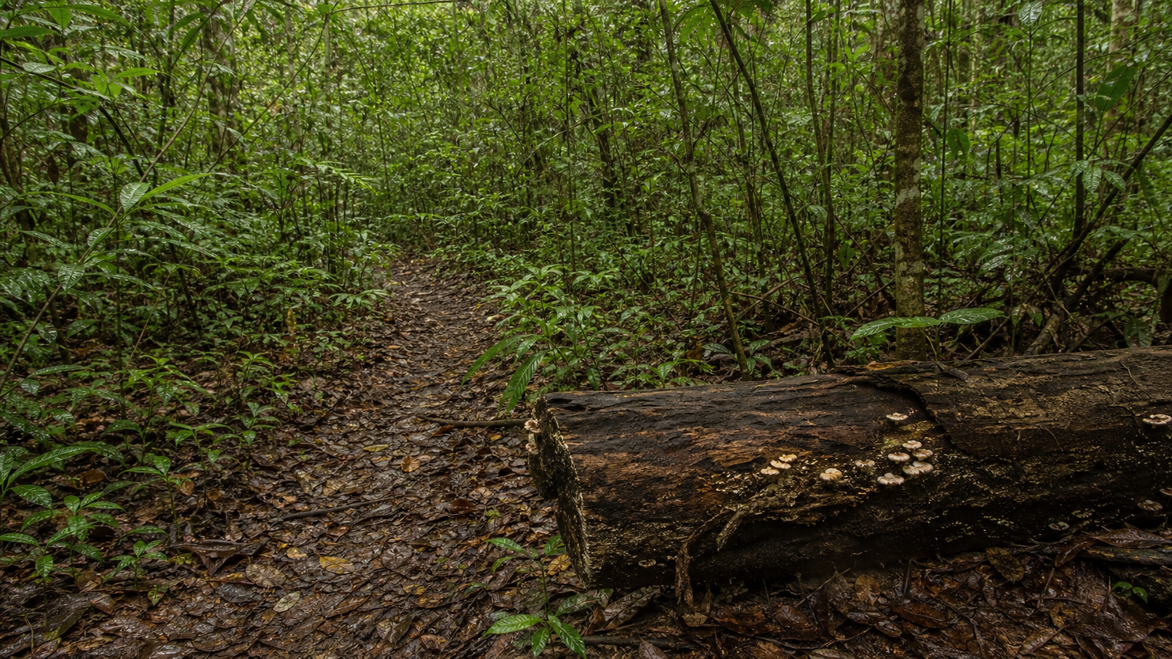 Embrapa promove trilha sobre biodiversidade em Belém
