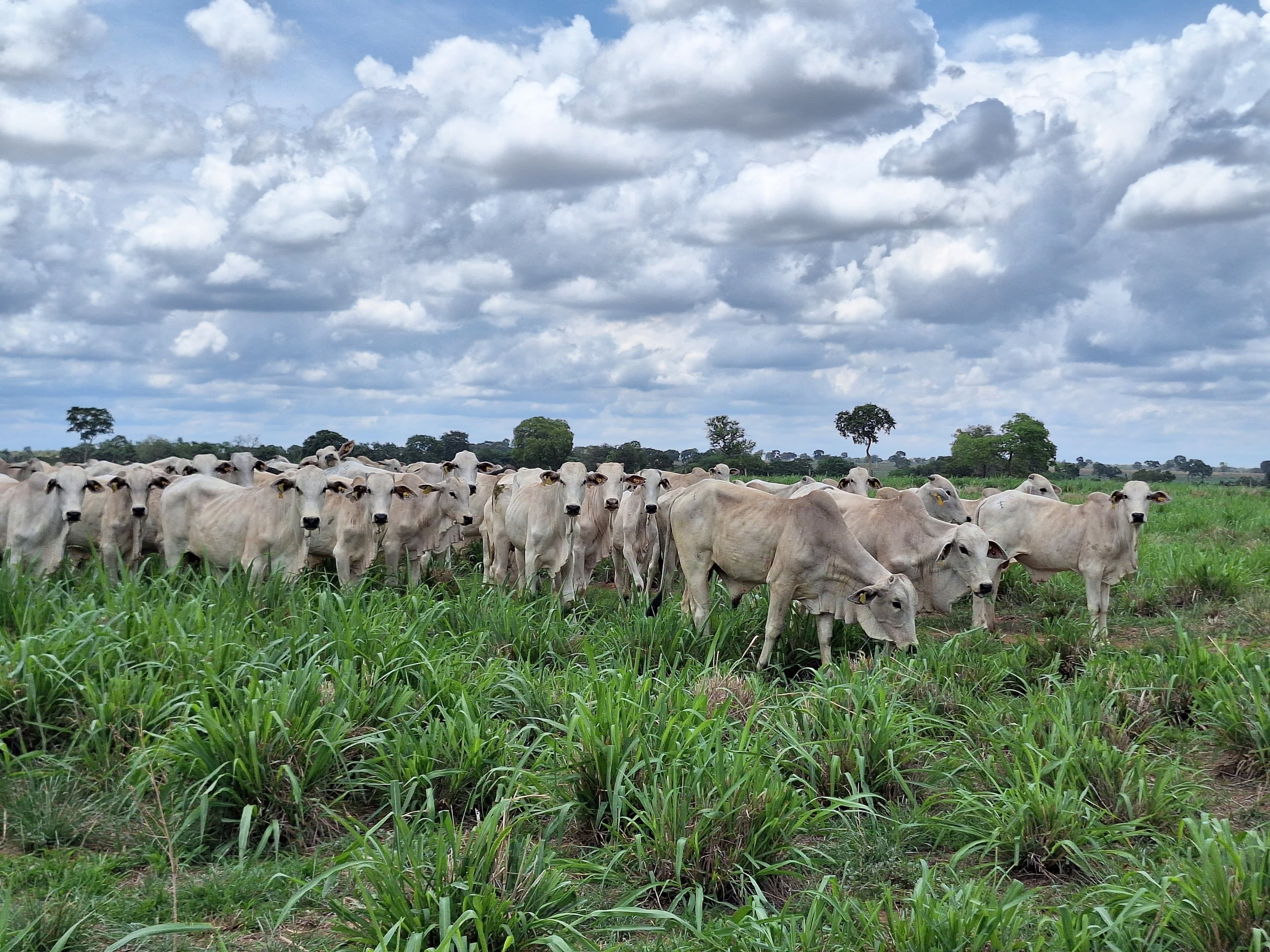 Preços do boi gordo caem em várias regiões do Brasil