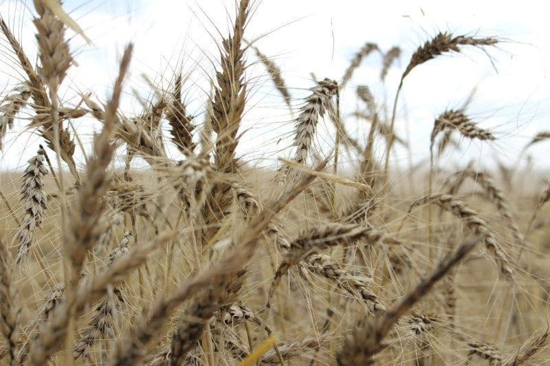 Altas nos preços do trigo refletem incertezas no mercado global