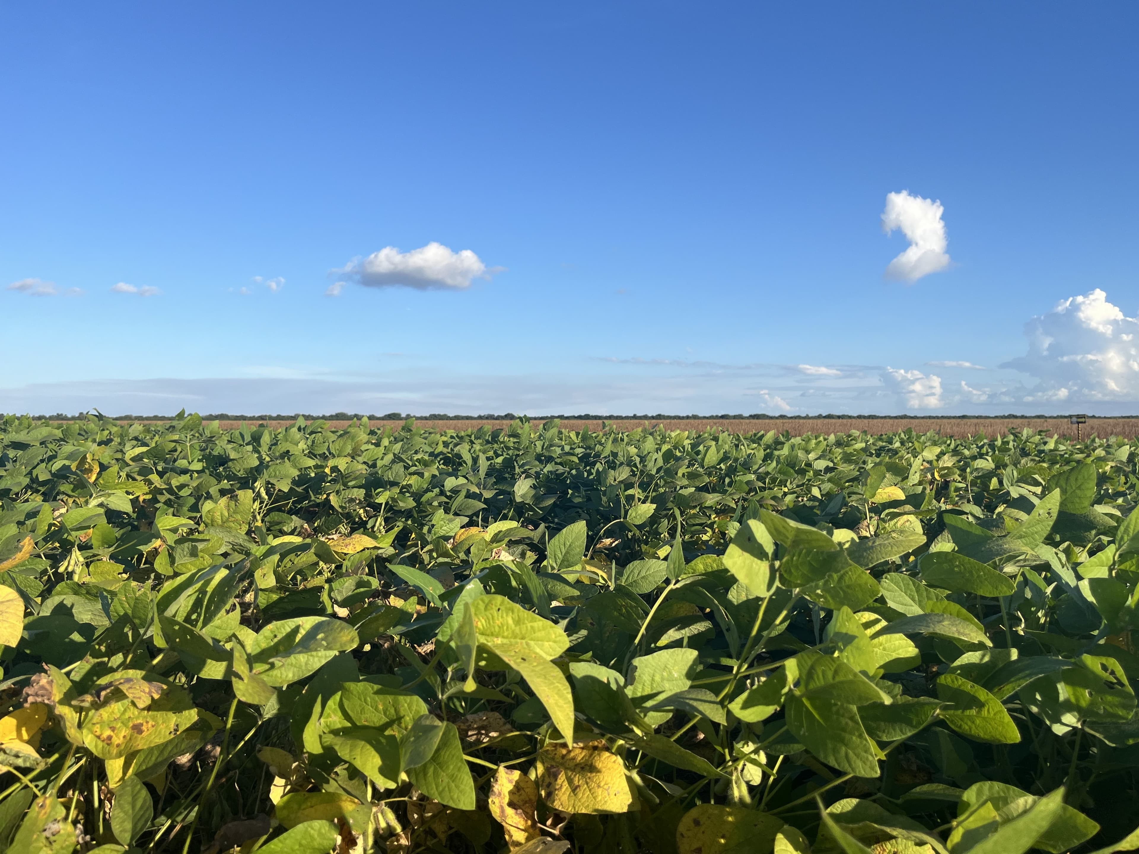Brasil supera 2 milhões de hectares de soja certificada RTRS