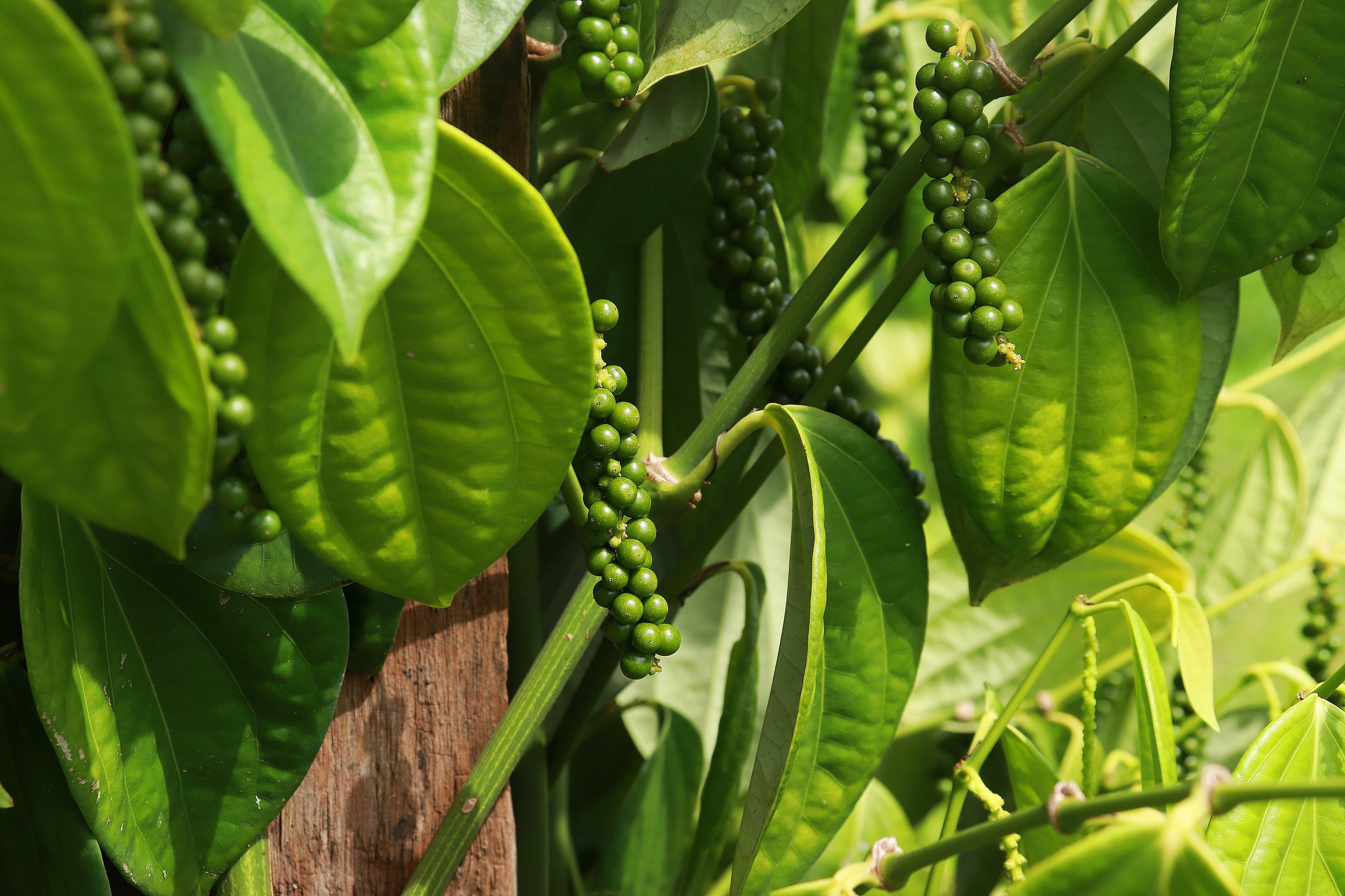Descoberta de Bactérias Endofíticas Revoluciona Cultivo da Pimenta-do-Reino no Brasil