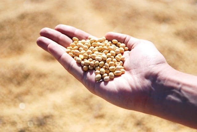 Melhora nas cotações de soja anima produtores brasileiros