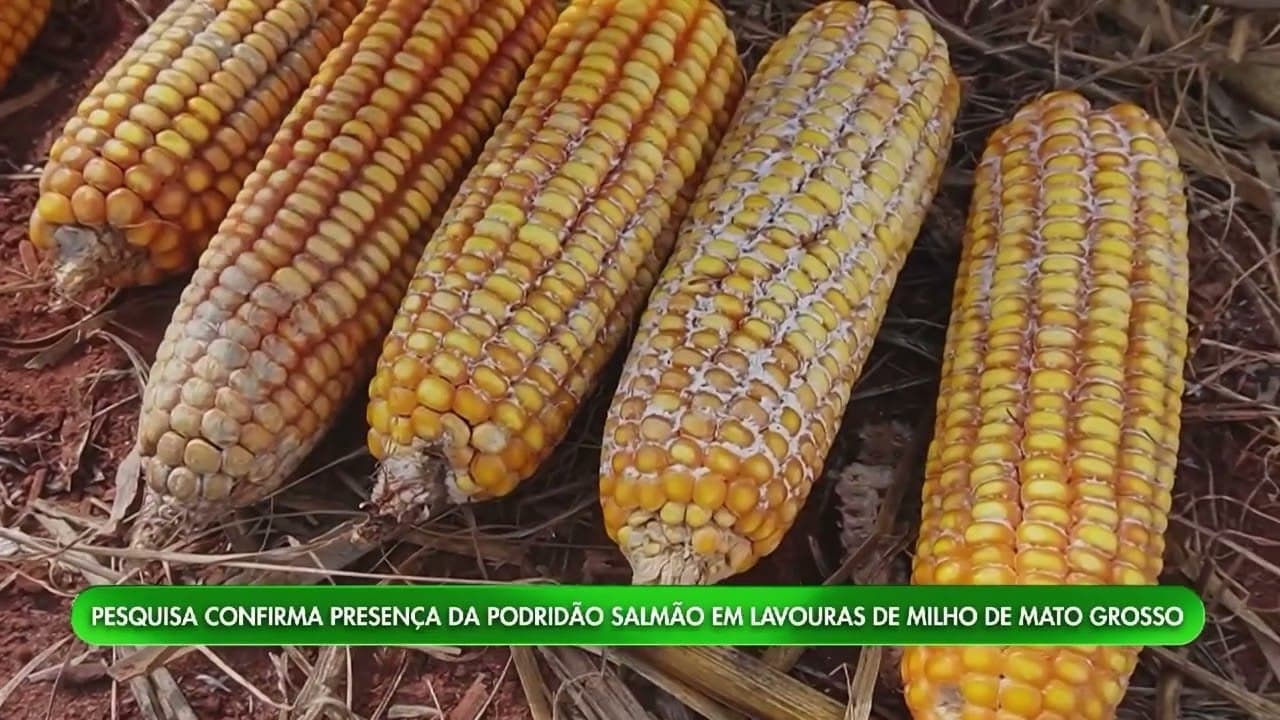 Nova praga afeta lavouras de milho em Mato Grosso