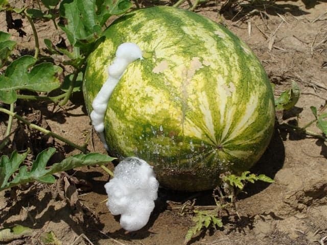 Uso de sementes piratas representa risco significativo à agricultura brasileira