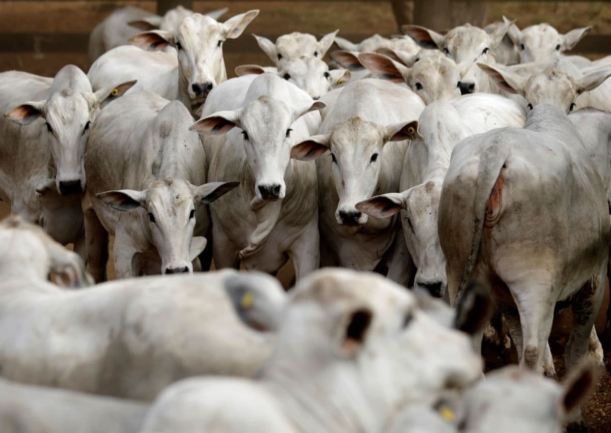 FAO revela aumento de uso de antimicrobianos na criação de animais