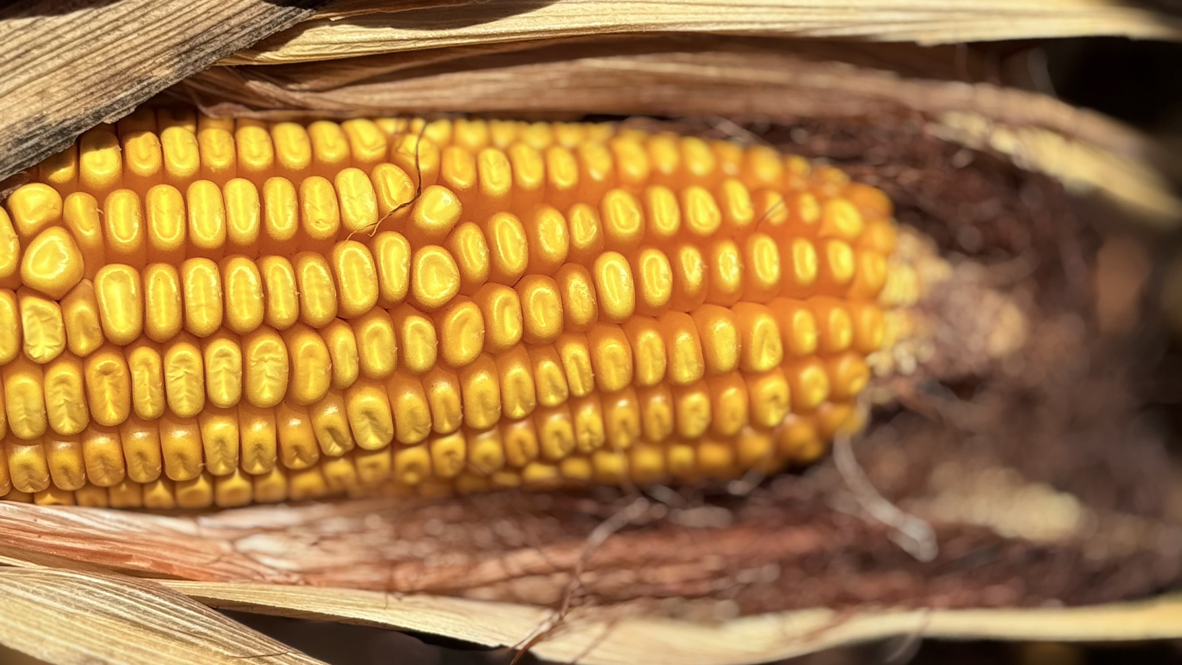 Comercialização de Milho em Mato Grosso Avança para 51,66%
