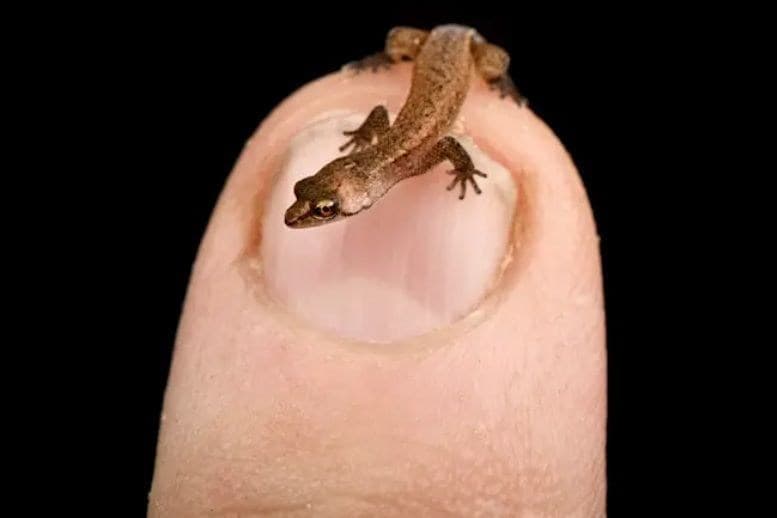 Estudo revela como destruição de habitats ameaça animais microscópicos