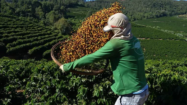 Preços de café e cacau despencam com aumento na oferta global