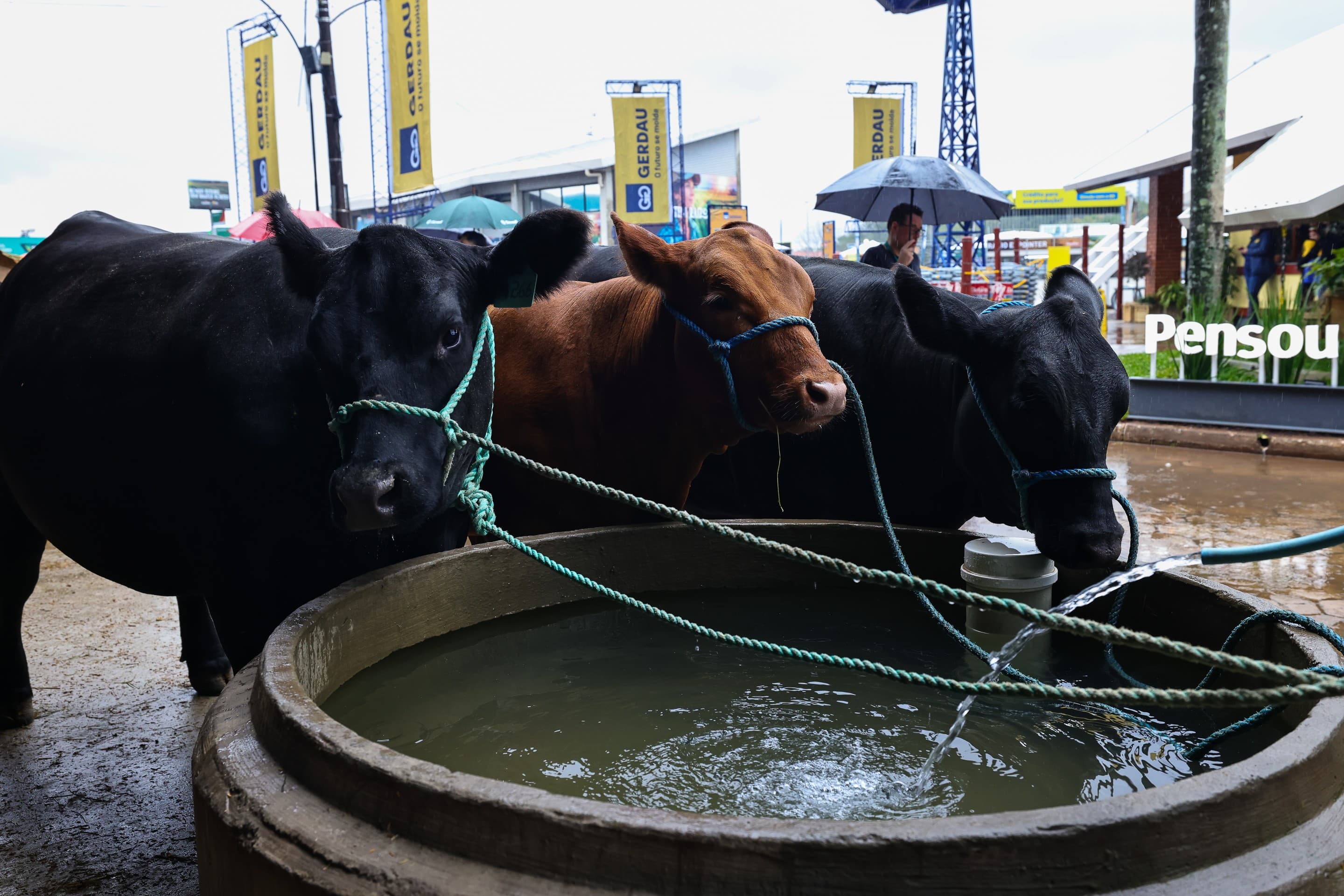 Expointer 2026 tem recorde de animais após 14 anos